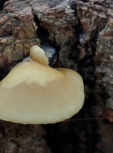 TREPKOVITKA MĚKKÁ (Crepidotus mollis) FOTO: Marta Knauerová, 10/2023