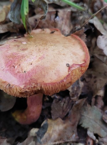 HŘIB RUBÍNOVÝ (Rubinoboletus rubinus) velmi vzácný, zapsán v Červeném seznamu hub (makromycetů) v kategorii EN – ohrožený druh, FOTO: Marta Knauerová, 2022