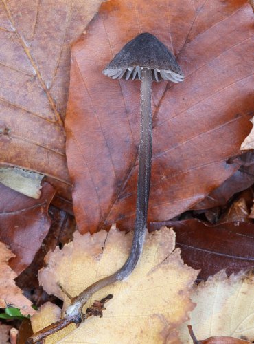 HELMOVKA MLÉČNÁ ČERNÁ (Mycena galopus var. nigra) FOTO: Martin Kříž