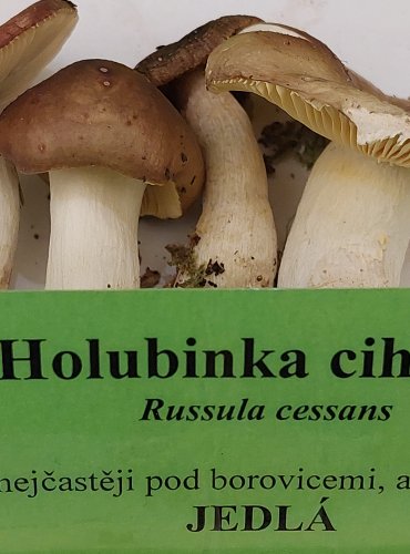 HOLUBINKA CIHLOVÁ (Russula cessans) FOTO: Marta Knauerová, 22.9.2023