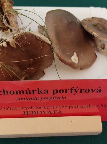 MUCHOMŮRKA PORFYROVÁ (Amanita porphyria) FOTO: Marta Knauerová, 22.9.2023