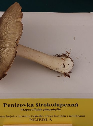 PENÍZOVKA ŠIROKOLUPENNÁ (Megacollybia platyphylla) FOTO: Marta Knauerová, 22.9.2023