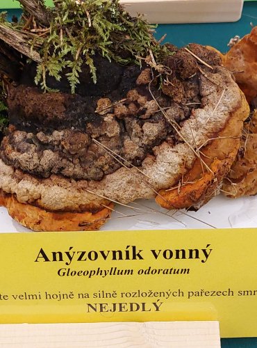 ANÝZOVNÍK VONNÝ (Gloeophyllum odoratum) FOTO: Marta Knauerová, 22.9.2023