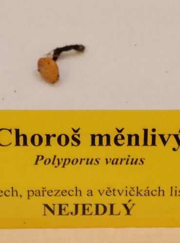 CHOROŠ MĚNLIVÝ (Polyporus varius) FOTO: Marta Knauerová, 22.9.2023