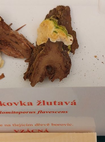 
OUTKOVKA ŽLUTAVÁ (Diplomitoporus flavescens) zapsána v Červeném seznamu hub (makromycetů) v kategorii EN – ohrožený druh, FOTO: Marta Knauerová, 22.9.2023
