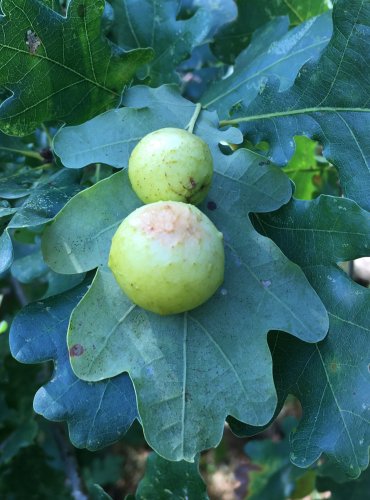 HÁLKY VYTVOŘENÉ ŽLABATKOU DUBOVOU – DUB LETNÍ (Quercus robur) – FOTO: Marta Knauerová