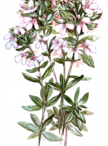 Tymián obecný
(Thymus vulgaris)
Lidová jména: Vlašská douška, tymiánek, dymián, démuť
