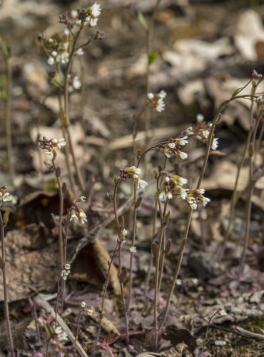 HUSENÍČEK ROLNÍ (Arabidopsis thaliana)  FOTO: Vladimír Štěpánský