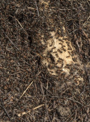 Mravenci rodu Formica  FOTO: Vladimír Štěpánský