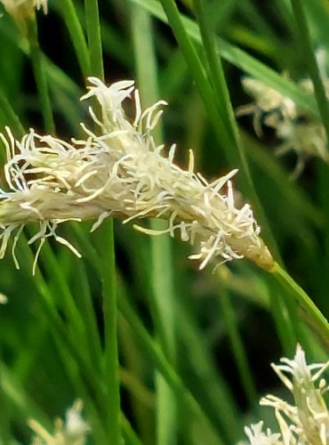 OSTŘICE TŘESLICOVITÁ (Carex brizoides) FOTO: Marta Knauerová