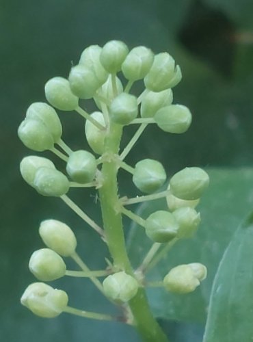 PSTROČEK DVOULISTÝ (Maianthemum bifolium) FOTO: Marta Knauerová