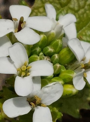 ČESNÁČEK LÉKAŘSKÝ (Alliaria petiolata) FOTO: Marta Knauerová