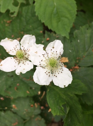 OSTRUŽINÍK (Rubus spp.) bez bližšího určení – FOTO: Marta Knauerová