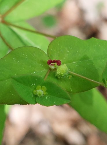 PRYŠEC SLADKÝ (Euphorbia dulcis) FOTO: Marta Knauerová