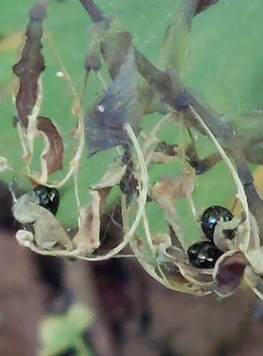 DYMNIVKA DUTÁ (Corydalis cava) – NEZRALÉ PLODENSTVÍ – FOTO: Marta Knauerová