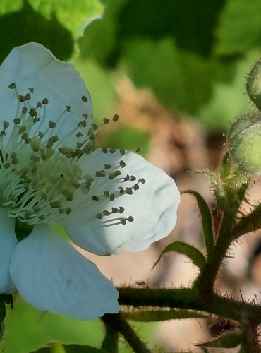OSTRUŽINÍK (Rubus spp.) – bez bližšího určení – FOTO: Marta Knauerová


