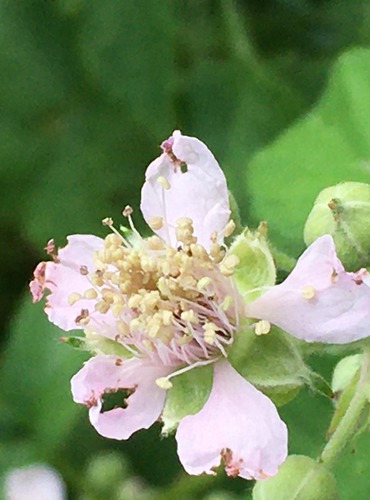 OSTRUŽINÍK JEŽINÍK (Rubus caesius) FOTO: Marta Knauerová