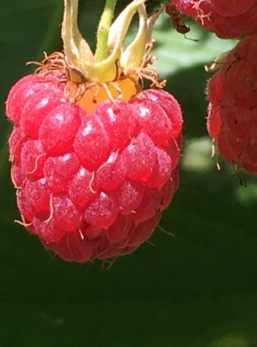 OSTRUŽINÍK MALINÍK (Rubus ideaus) – ZRALÝ PLOD (MALINA) FOTO: Marta Knauerová