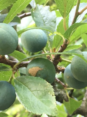 TRNKA OBECNÁ (Prunus spinoza) NEZRALÉ PLODY (TRNKY) – FOTO: Marta Knauerová