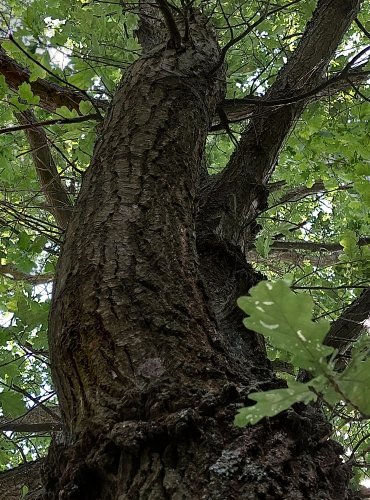 DUB LETNÍ (Quercus robur) FOTO: Marta Knauerová, 2022