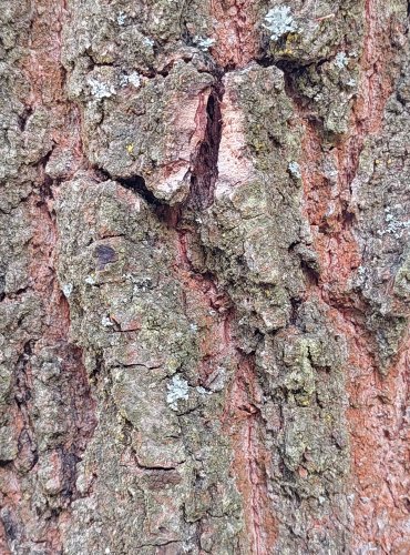 KŮRA DUBU LETNÍHO (Quercus robur) FOTO: Marta Knauerová, 2022