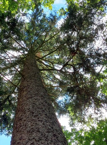SMRK ZTEPILÝ (Picea abies) FOTO: Marta Knauerová, 2022