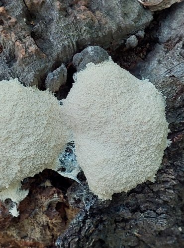 HLENKY neboli SLZOVKY (Mycetozoa) jsou skupinou organizmů řazených dříve mezi houby, nyní mezi prvoky (Protozoa) Vyskytují se na tlejícím dřevu, v kůře, listí či mechu. FOTO: Marta Knauerová, 2022

