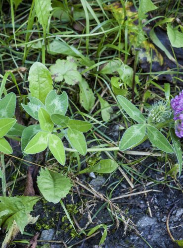 JETEL LUČNÍ (Trifolium pratense) – FOTO: Vladimír Štěpánský