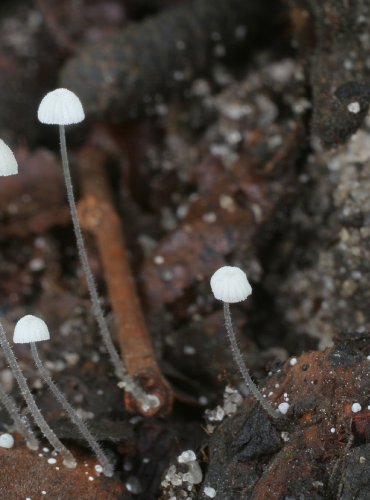 HELMOVKA LÍSKOVÁ – Mycena nucicola – FOTO: Martin Kříž