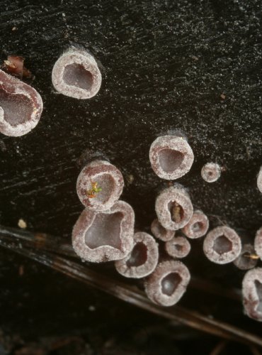 ČIHOVITKA VĚTŠÍ – Ascocoryne cylichnium – FOTO: Martin Kříž