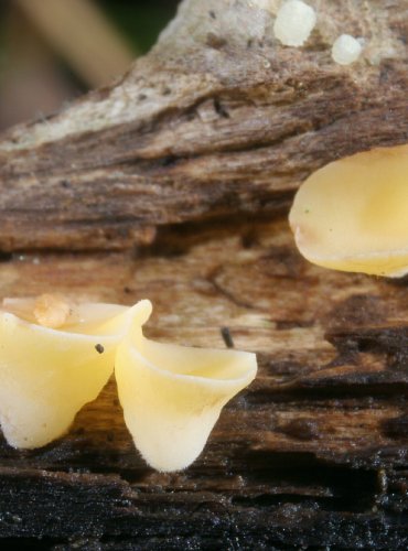 VOSKOVIČKA LISTOMILNÁ – Phaeohelotium epiphyllum – FOTO: Martin Kříž