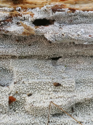 KORNATEC STEVENSONŮV - Trechispora stevensonii – FOTO: Martin Kříž
