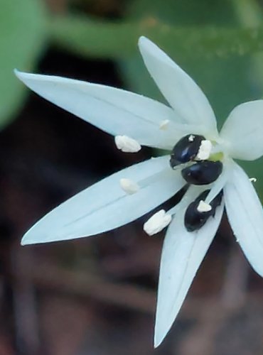 ČESNEK MEDVĚDÍ (Allium ursinum) FOTO: Marta Knauerová