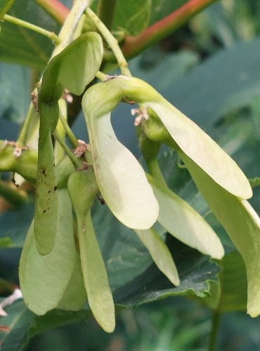 JAVOR KLEN (Acer pseudoplatanus) NEZRALÉ PLODY, DVOUNAŽKY – FOTO: Marta Knauerová