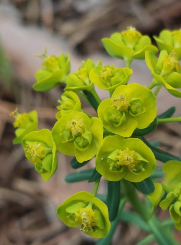 PRYŠEC CHVOJKA (Euphorbia cyparissias) – FOTO: Marta Knauerová