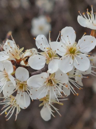 TRNKA OBECNÁ (Prunus spinoza) – FOTO: Marta Knauerová