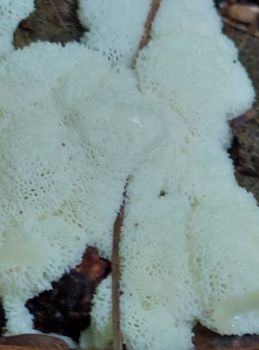 HLENKY neboli SLIZOVKY (Mycetozoa) jsou skupinou organizmů řazených dříve mezi houby, nyní mezi prvoky (Protozoa). Vyskytují se na tlejícím dřevu, v kůře, listí či mechu. FOTO: Marta Knauerová, 2022

