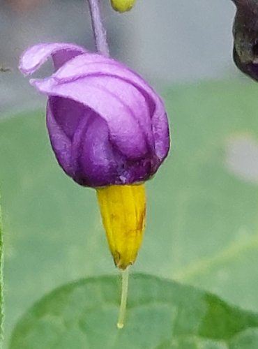 LILEK POTMĚCHUŤ (Solanum dulcamara) FOTO: Marta Knauerová, 2022