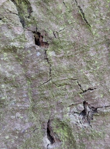KŮRA HABRU OBECNÉHO (Carpinus betulus) FOTO: Marta Knauerová, 2022