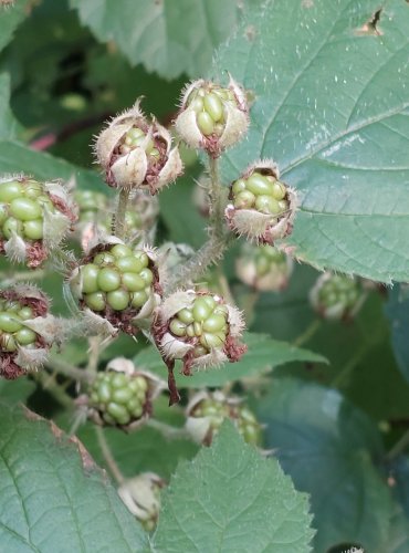 OSTRUŽINÍK (Rubus spp.) bez bližšího určení – NEZRALÉ PLODY – FOTO: Marta Knauerová, 2022