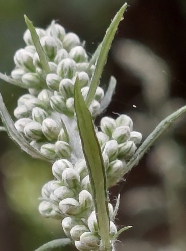 PELYNĚK ČERNOBÝL (Artemisia vulgaris) ZRAJÍCÍ PLODENSTVÍ – FOTO: Marta Knauerová, 2022