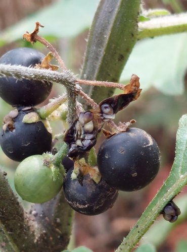 LILEK ČERNÝ (Solanum nigrum) – ZRAJÍCÍ PLODENSTVÍ – FOTO: Marta Knauerová, 2022