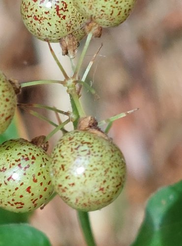 PSTROČEK DVOULISTÝ (Maianthemum bifolium) ZRAJÍCÍ PLODENSTVÍ – FOTO: Marta Knauerová, 2022