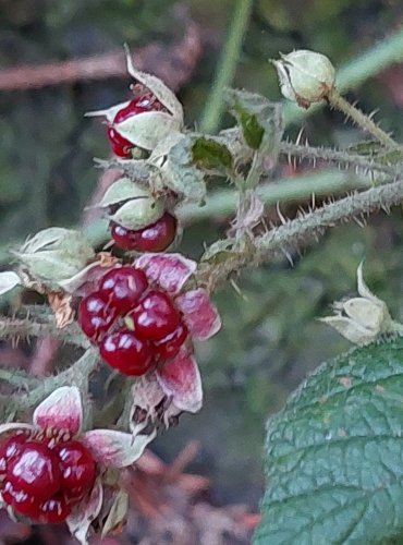 OSTRUŽINÍK (Rubus spp.) bez bližšího určení – ZRAJÍCÍ PLODY – FOTO: Marta Knauerová, 2022