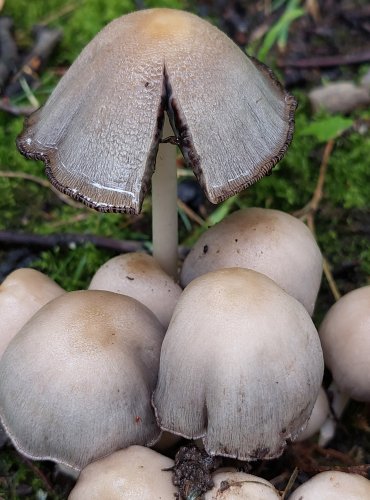 HNOJNÍK ROMAGNESIHO (Coprinopsis romagnesiana) FOTO: Marta Knauerová, 11/2024