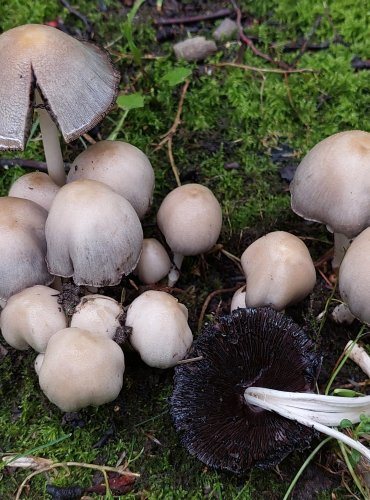 HNOJNÍK ROMAGNESIHO (Coprinopsis romagnesiana) FOTO: Marta Knauerová, 11/2024