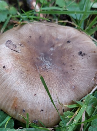 HOLUBINKA HŘEBÍLKATÁ (Russula amoenolens) FOTO: Marta Knauerová, 11/2024