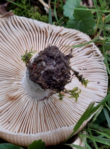 HOLUBINKA HŘEBÍLKATÁ (Russula amoenolens) FOTO: Marta Knauerová, 11/2024