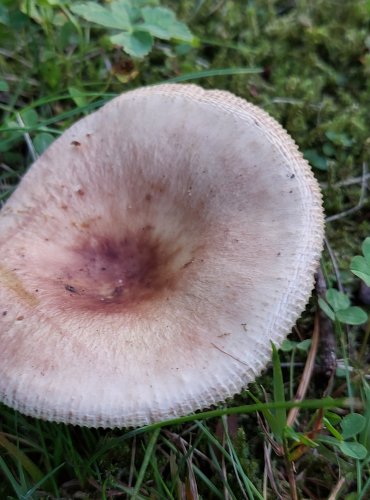 HOLUBINKA MANDLOVÁ (Russula vesca) FOTO: Marta Knauerová, 11/2024