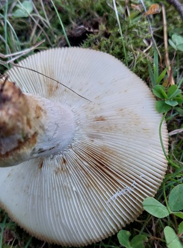 HOLUBINKA MANDLOVÁ (Russula vesca) FOTO: Marta Knauerová, 11/2024